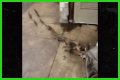 Rats Run Out From Under Homeless Person's Blanket on NYC Subway Platform