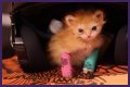 Tater Tot Kitten Died: How Tater Tot’s Heartwarming Life Ended