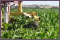 Why do farmers cut the tassels off corn?